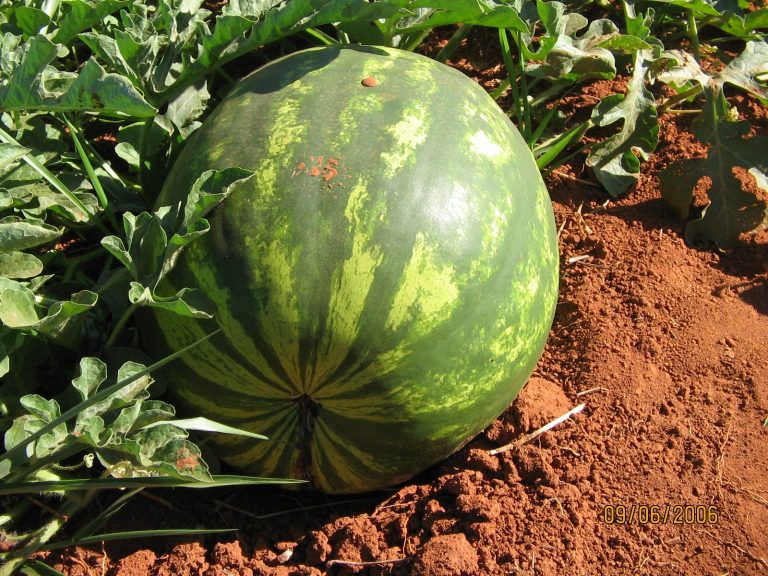 Itapirapuã é reconhecida pelo Ministério da Agricultura e poderá exportar melancia, melão e abóbora