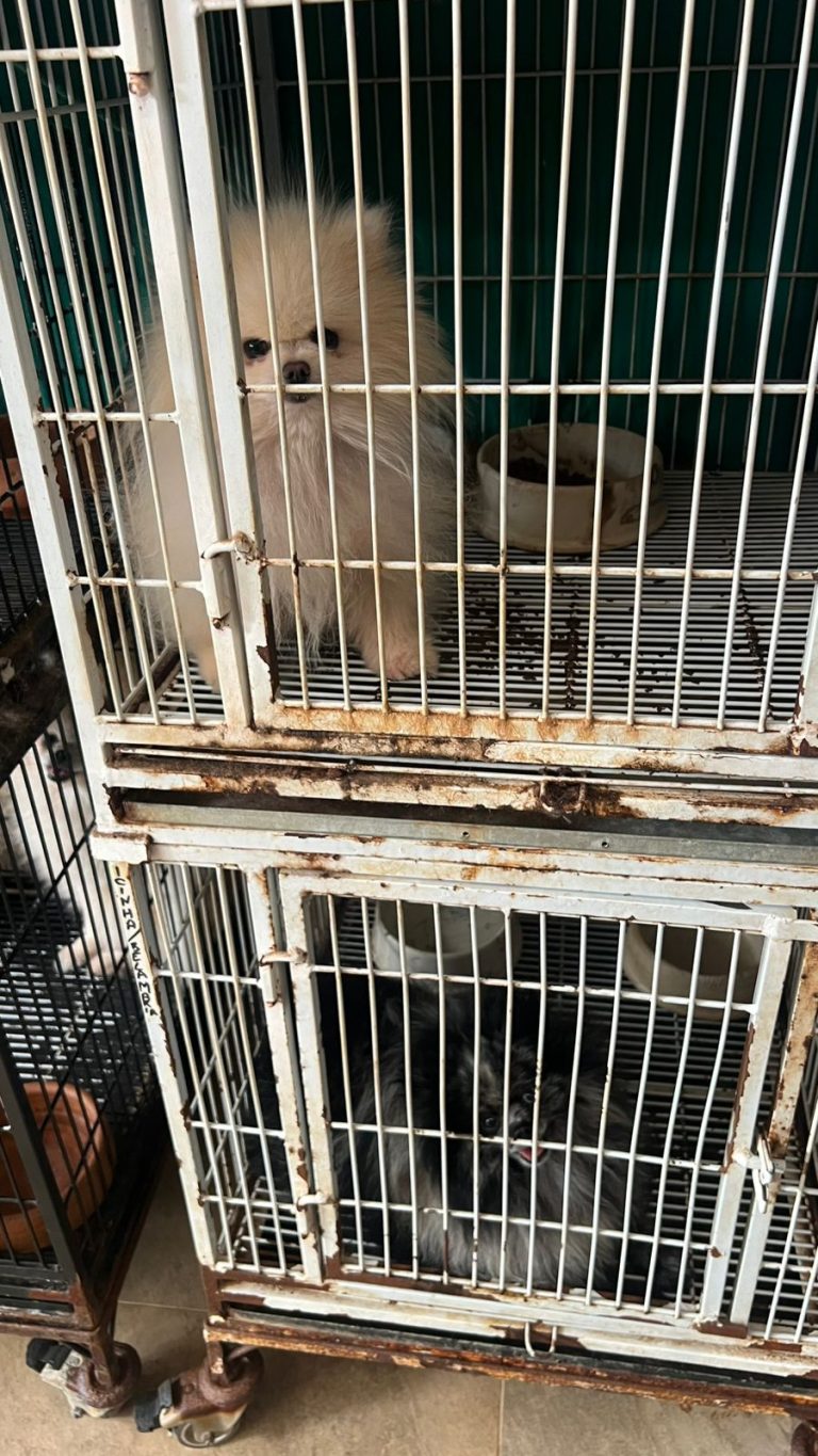 Polícia Civil resgata cerca de 200 cães em canil clandestino no Jardim Esmeralda, em Goiânia 