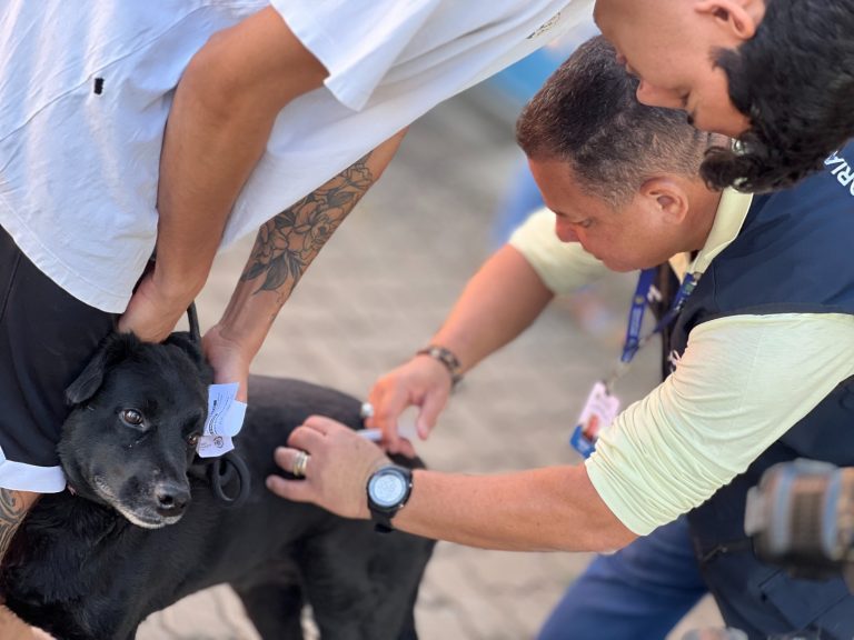 Prefeitura de Goiânia emite alerta após caso de morcego com vírus da raiva na capital