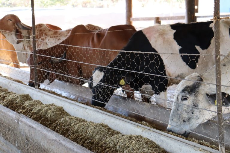 Governo de Goiás seleciona 250 agricultores familiares para o Programa de Melhoramento Genético Bovino 