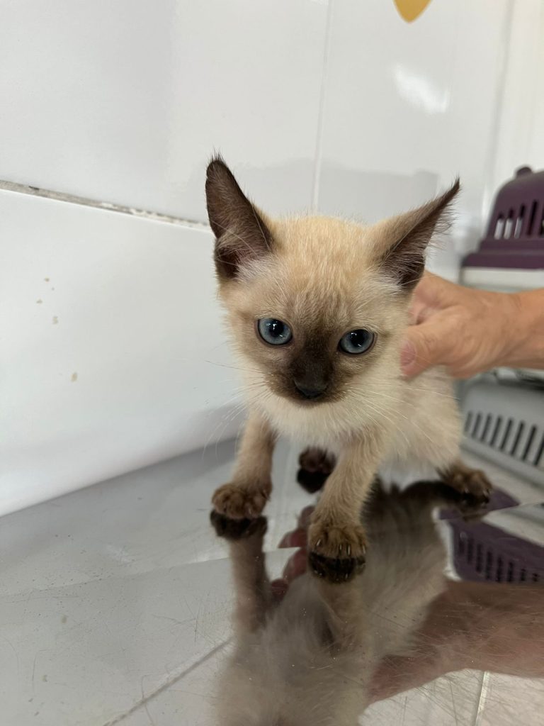 Feira de Adoção Responsável de Animais acontece neste sábado em Aparecida de Goiânia