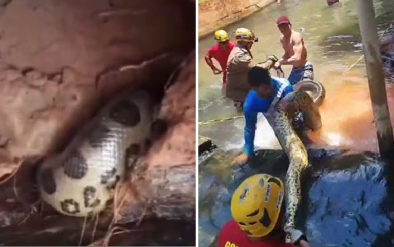 Bombeiros de Goiás resgatam sucuri de 5 metros em hotel de Rio Quente