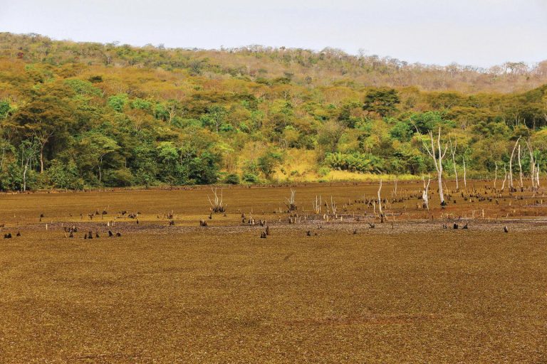Goiás leva o Cerrado à COP30 e defende coerência na agenda ambiental brasileira