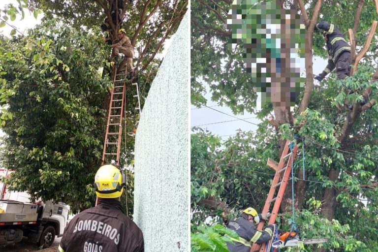 Homem morre após sofrer descarga elétrica durante poda de árvore em Caldas Novas 
