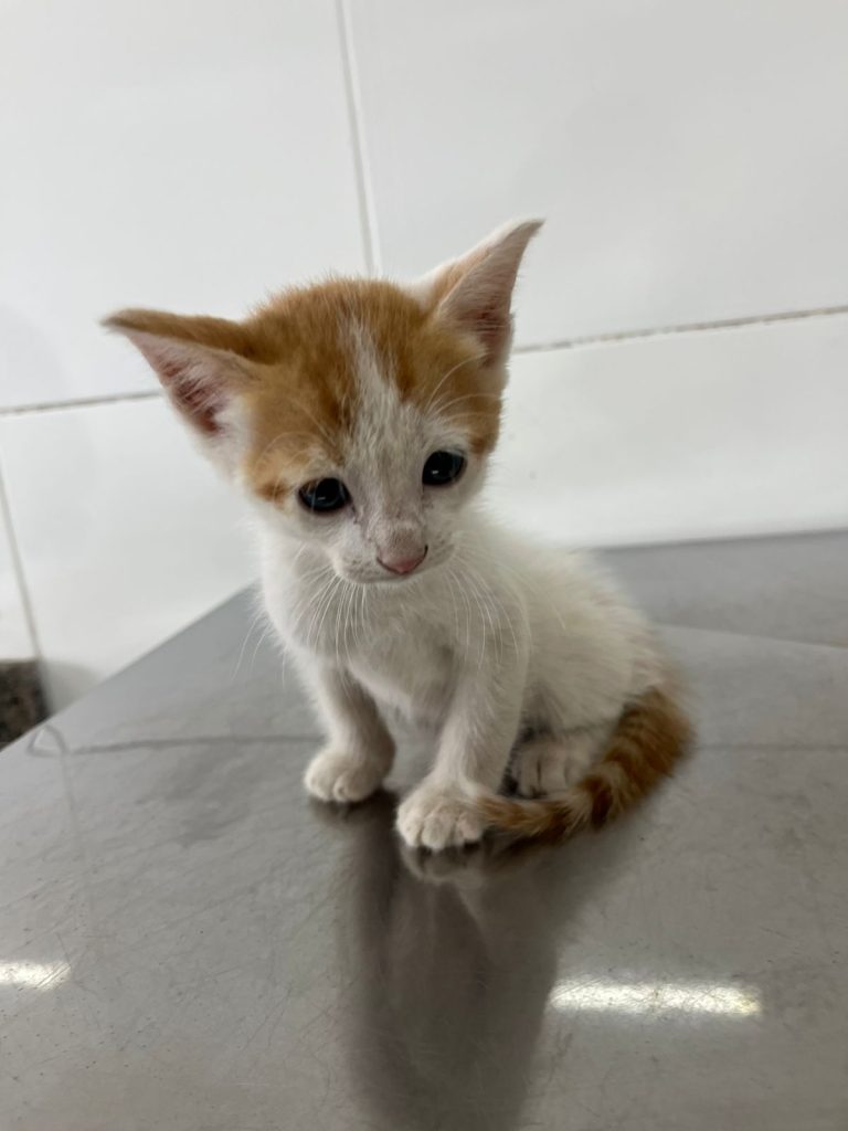 Prefeitura de Aparecida realiza última Feira de Adoção de Animais do ano neste sábado (6) 