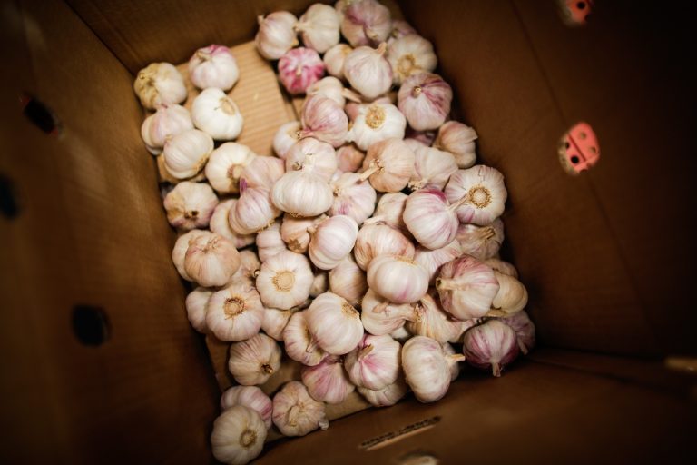 Produção de alho em Goiás cresce e consolida estado como segundo maior produtor do país 