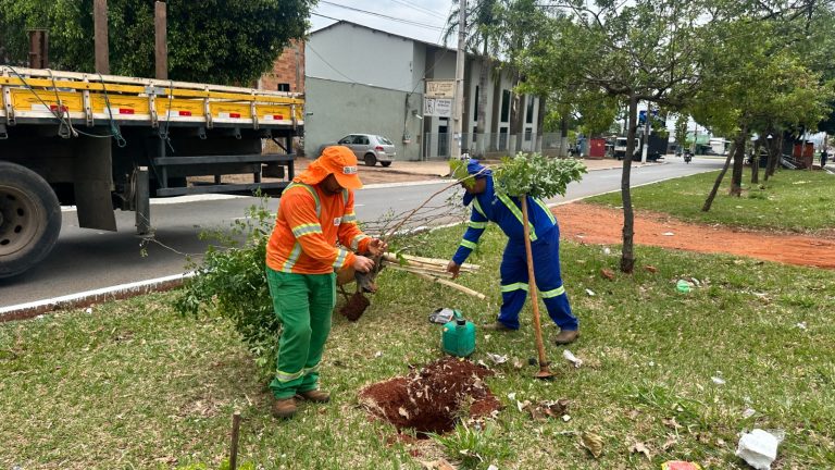 Comurg intensifica arborização em Goiânia e projeta plantio de 6 mil árvores até abril de 2026