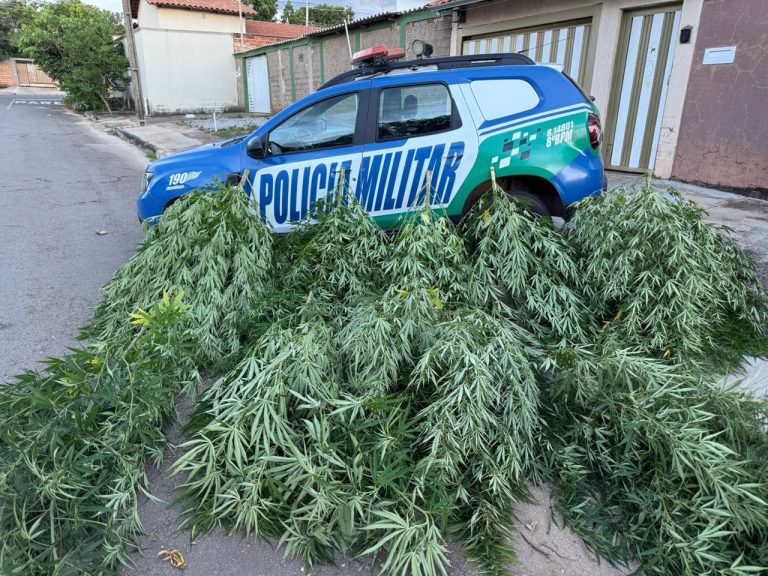 Homem é preso após polícia encontrar pés de maconha em quintal de residência, em Aparecida de Goiânia
