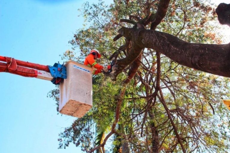 Justiça proíbe Comurg de cortar árvores em Goiânia sem autorização prévia da Amma, após ação do MPGO