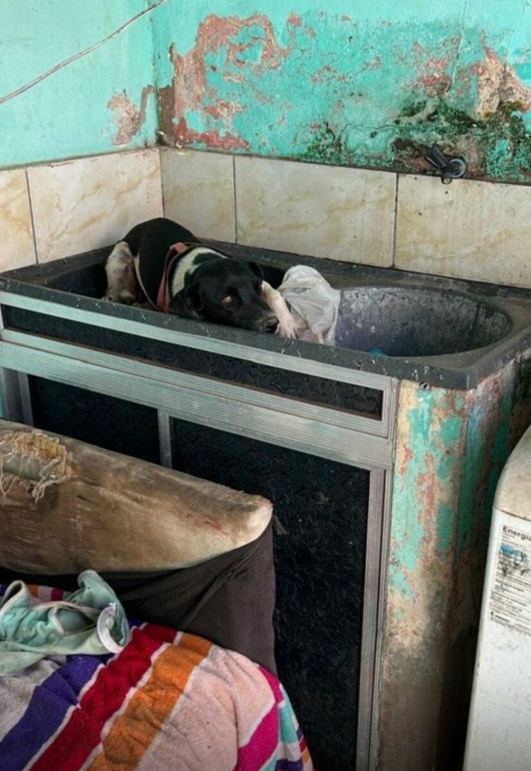 Em meio à repercussão do caso Orelha, mulher é presa por abandonar cachorro em Valparaíso de Goiás 