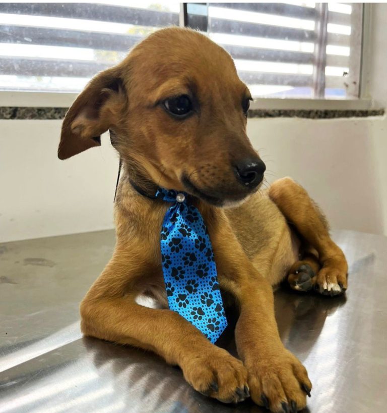 Prefeitura de Aparecida promove primeira feira de adoção de animais de 2026 no Buriti Shopping