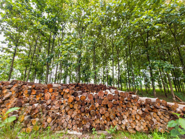 Goiás estrutura plano para fortalecer silvicultura e ampliar florestas plantadas no estado 