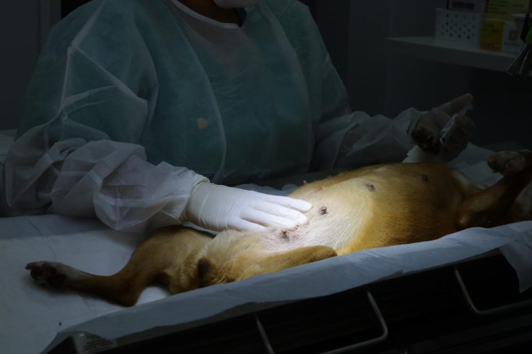 Aparecida de Goiânia ultrapassa 3,1 mil castrações e amplia política de bem-estar animal 