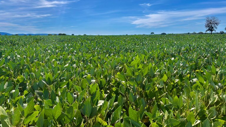Produção de grãos em Goiás deve alcançar 35,8 milhões de toneladas na safra 2025/26, a segunda maior da história 