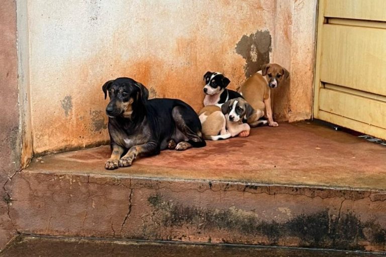 Justiça condena município de Ceres após ação do MPGO por falta de políticas para animais em situação de rua