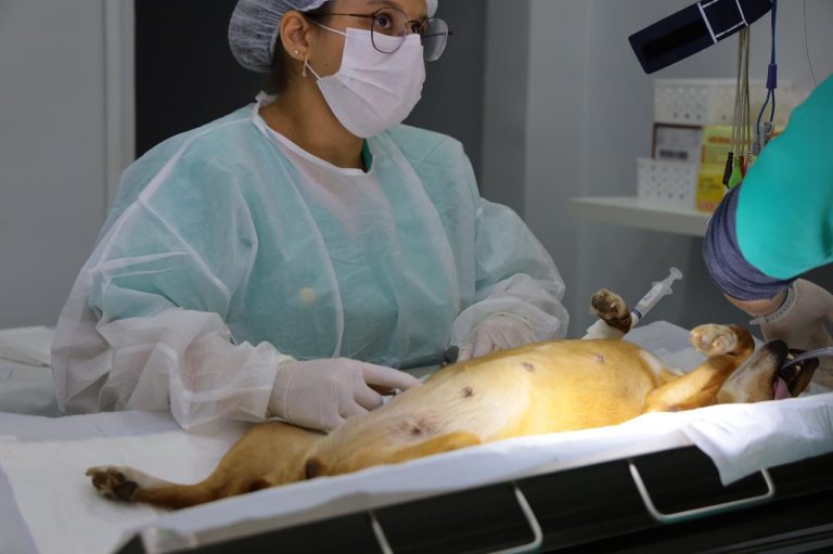 Semma explica novo formato obrigatório para agendar castrações no PATA em Aparecida 