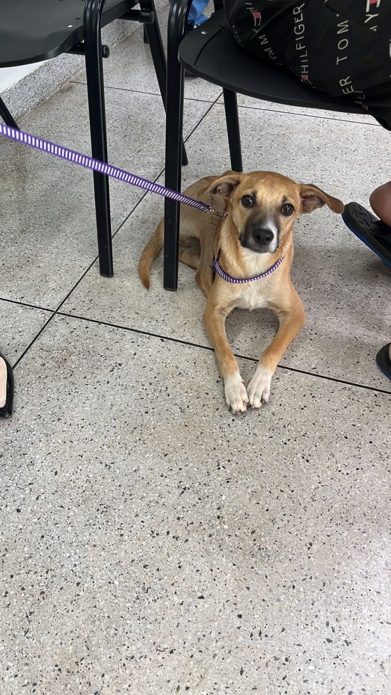 Prefeitura de Aparecida promove feira de adoção responsável de cães e gatos neste sábado (28)