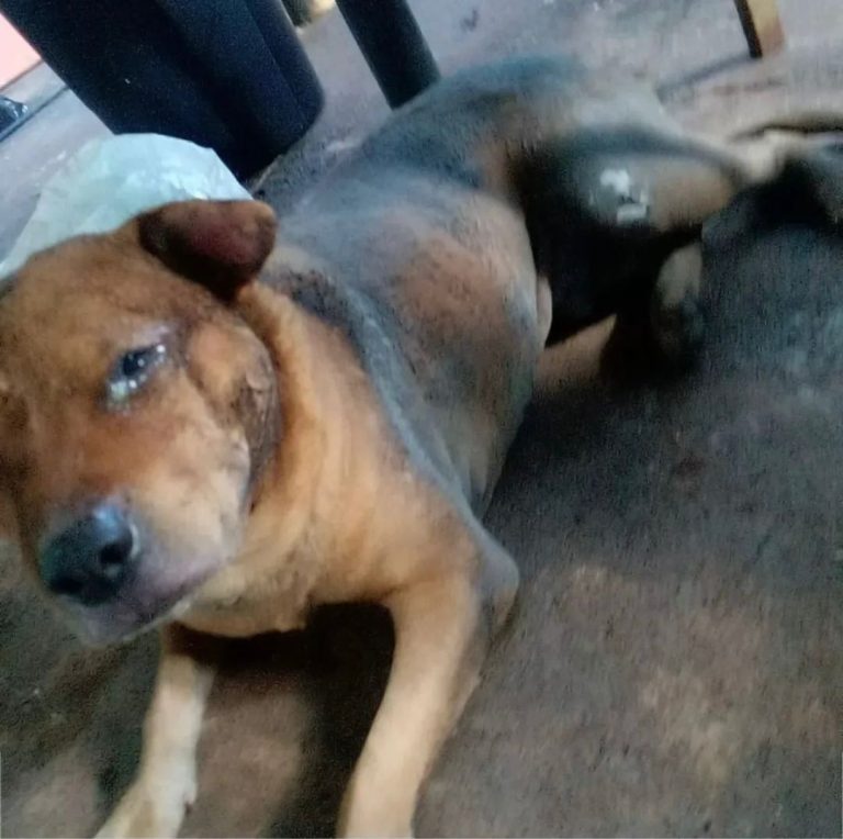 Após morte de animal, agressor é preso e multado em R$ 50 mil pela Prefeitura de Aparecida