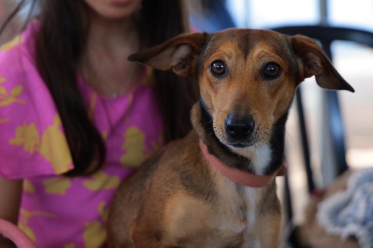 Prefeitura leva Castramóvel ao 13º Mutirão de Aparecida com atendimentos gratuitos para cães