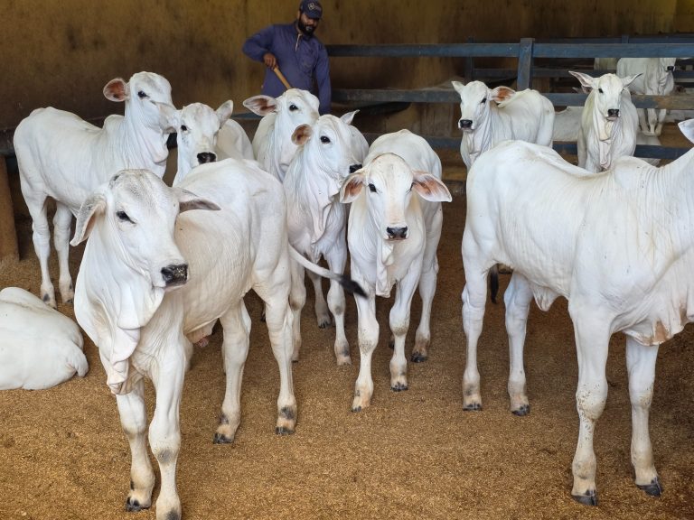 Bovinocultura deve movimentar R$ 23,7 bilhões em Goiás e reforça peso do agro na economia em 2026 