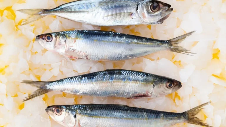 Anvisa determina recolhimento de sardinha congelada por risco de contaminação por Salmonella