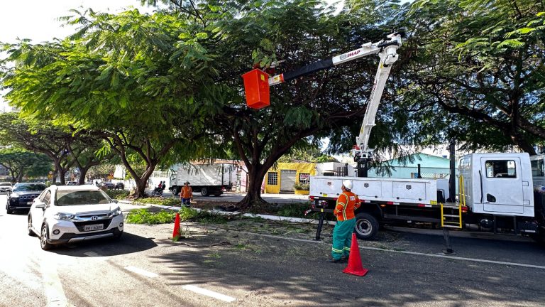 Comurg e Amma fazem capacitação para aprimorar cuidados com a arborização em Goiânia