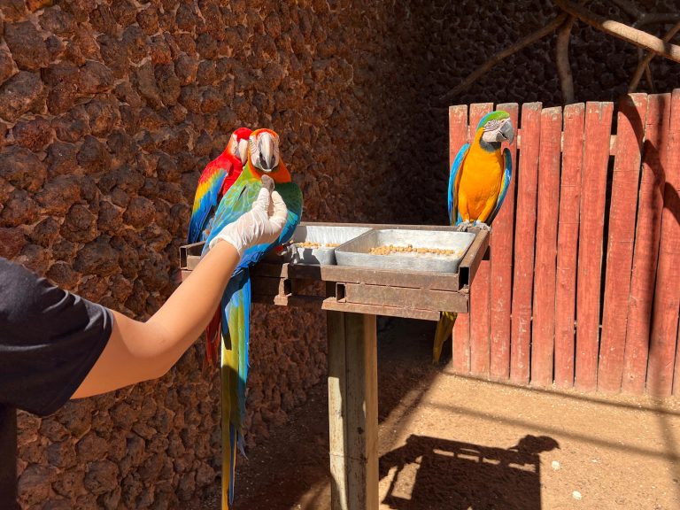 Zoológico de Goiânia reforça cuidados com animais durante variações de temperatura