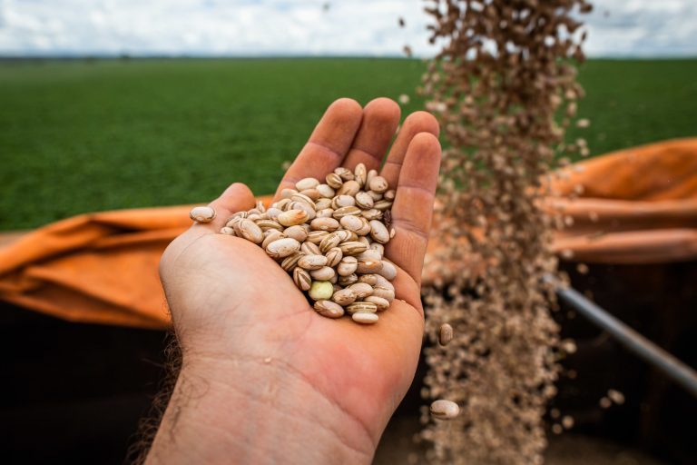 Goiás consolida segundo lugar em produtividade de feijão no Brasil, aponta Conab 