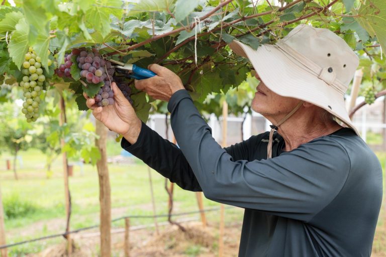 Goiás amplia número de vinícolas e ganha espaço na produção de vinhos de inverno