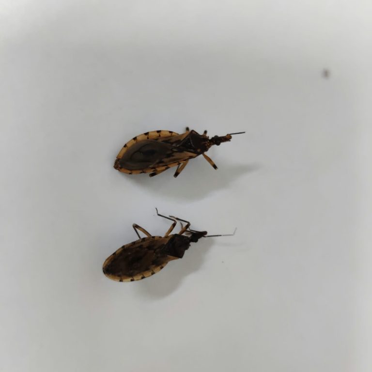 Goiânia identifica 29 barbeiros e alerta para risco de Chagas