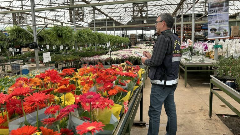 Pesquisa do Procon Goiás aponta diferença de até 605% nos preços de flores e velas