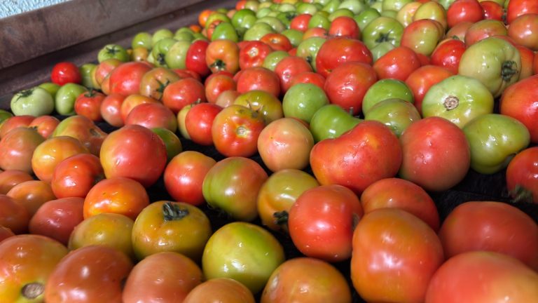 Goiás lidera produção de tomate no Brasil com previsão de 1,34 milhão de toneladas em 2026